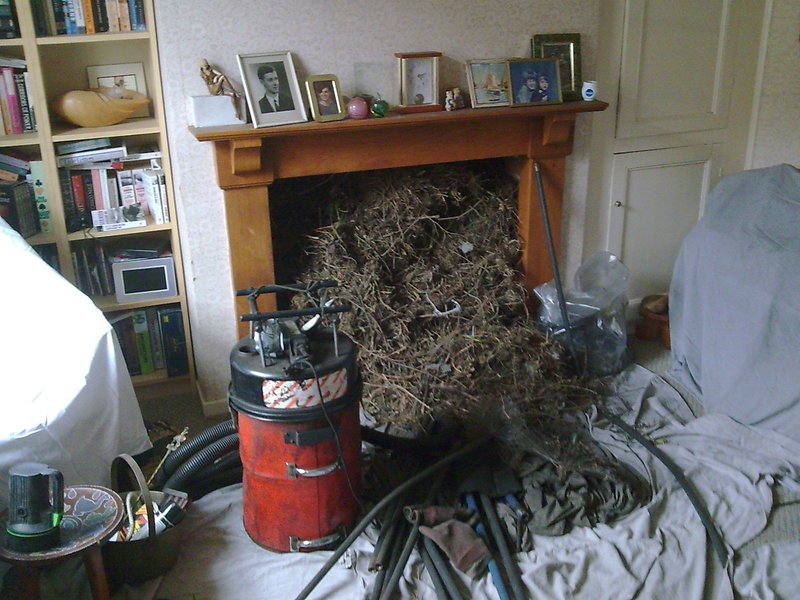 A Chimney Sweep bird nest removal
